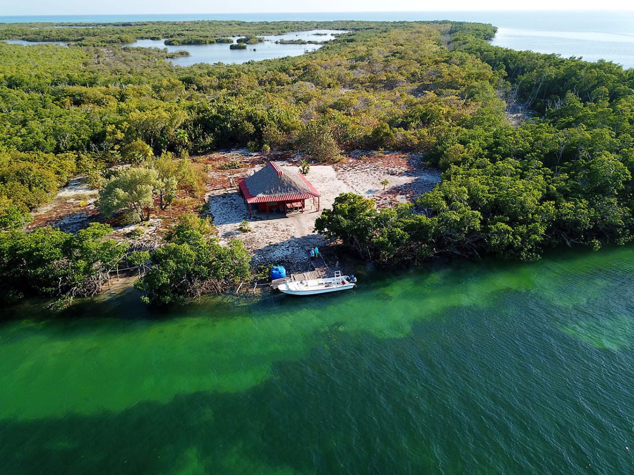 Build Your Capacity in Coral Reef Conservation with Free Online Courses