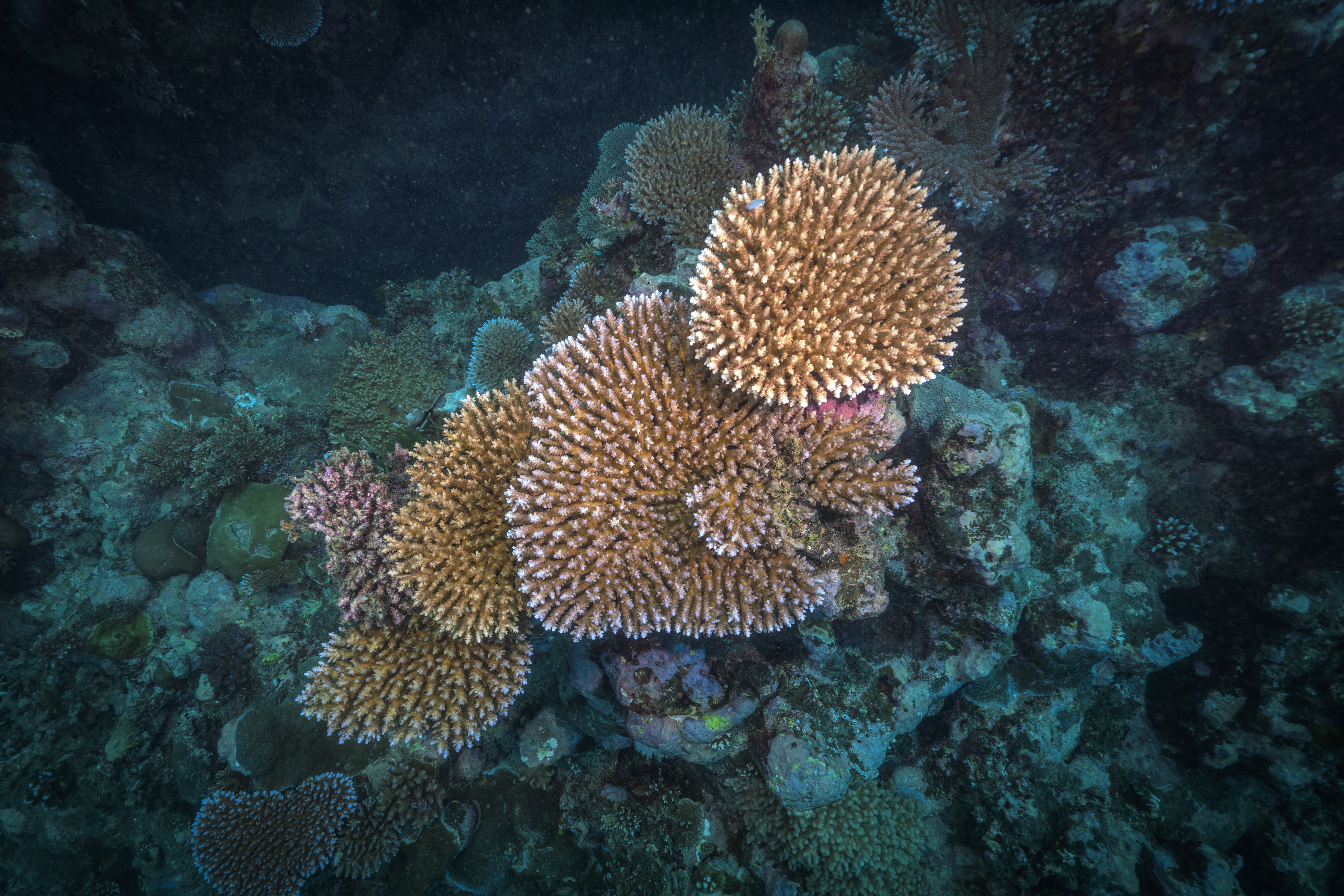 Coral reef commitments are largely absent from national biodiversity and climate frameworks