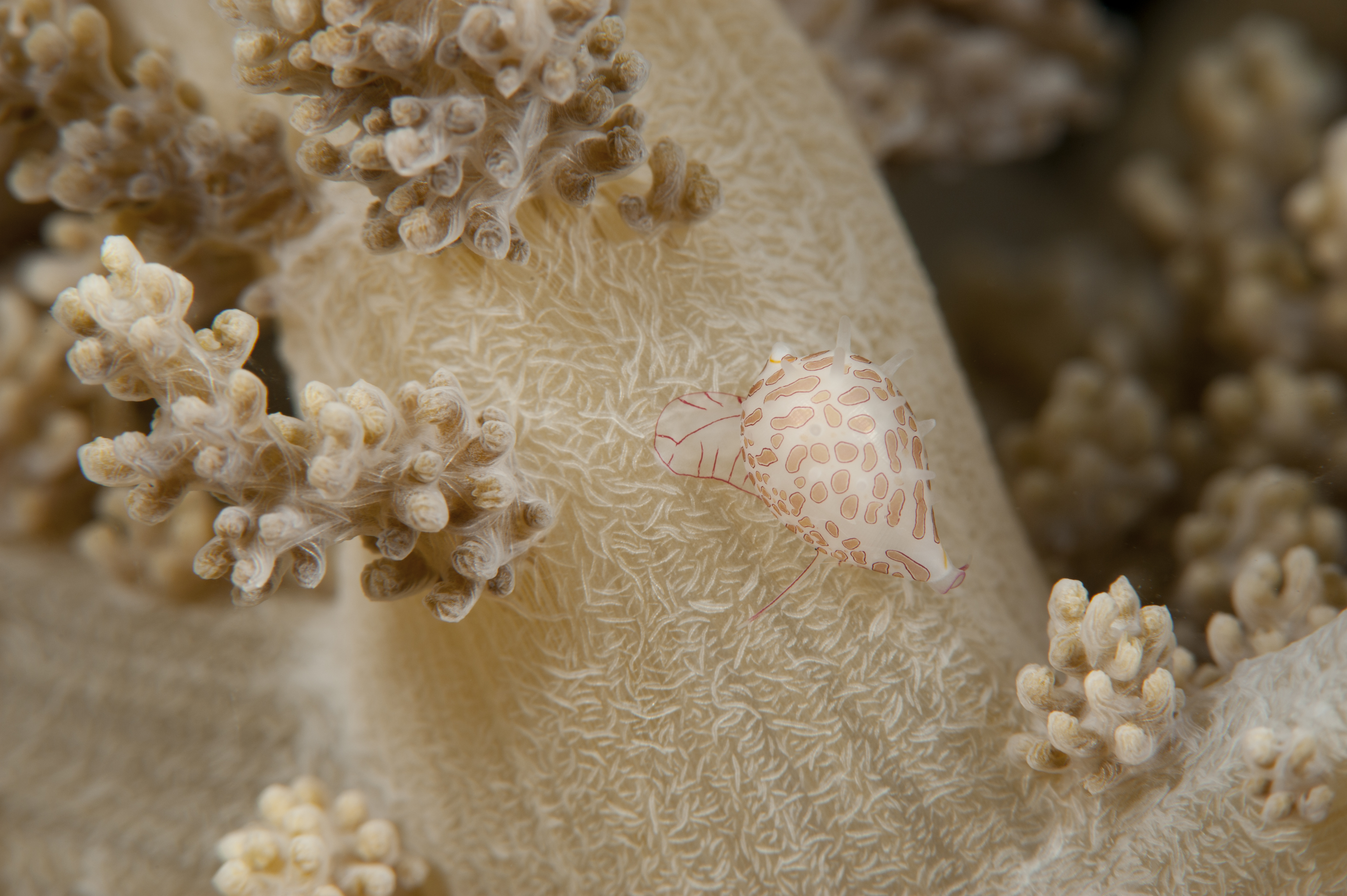 PAPUA NEW GUINEA National Geographic Society Pristine Seas Expedition 2024